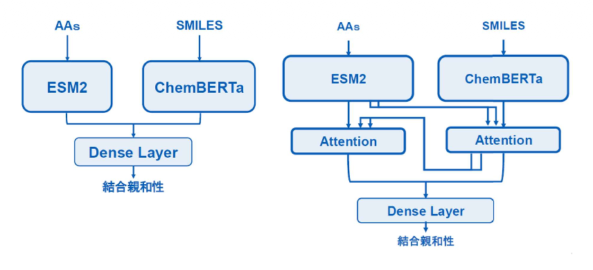 ポスター図: ESM2とChemBERTaをAttentionで融合したマルチモーダル創薬モデルのアーキテクチャ